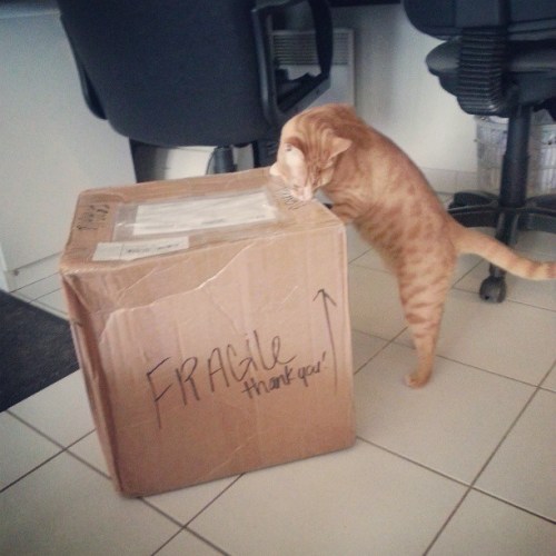 931153_373983642723660_330920987_n